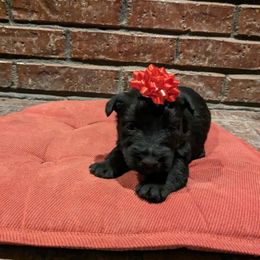 Santa pup - Black male Scottish Terrier puppy in Chattanooga, Tennessee from Oodles of Cuties!
