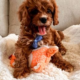 Rusty - Red male Cavapoo puppy in Tolleson, Arizona from Pixie Dust Cavaliers