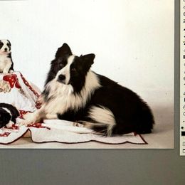 Kuiper - Border Collie