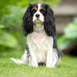 Cavalier King Charles Spaniels from B&C Wigglebutts