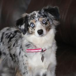 Miniature Australian Shepherd and Toy Australian Shepherd All Grown Up from Flying H Toy and Mini Aussies