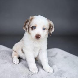 Kora Batty - Red merle female Australian Shepherd puppy in Statesville, North Carolina from Charming Australian Shepherds