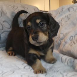 Lizzy - Black and cream female Dachshund puppy in Plant City, Florida from Oakley's Dachshund Ranch