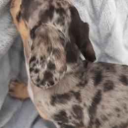 Dachshunds from Merritt's Mini's