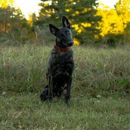 Jax - Dutch Shepherd