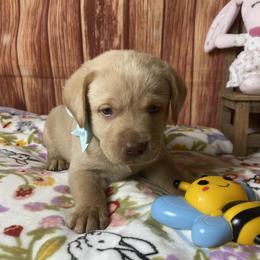 LUX - Yellow male Labrador Retriever puppy in Newmanstown, Pennsylvania from Royalty Retrievers