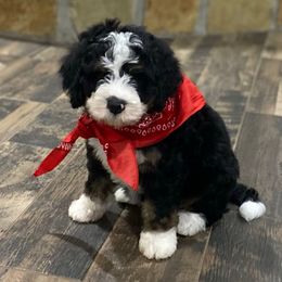 Red collar - Tri-color male Bernedoodle puppy in Millsap, Texas from Gaston’s Posh Poodles and Doodles
