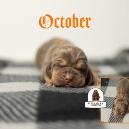 October - Liver and tan female Bloodhound puppy in Wamego, Kansas from Flint Hills Hounds