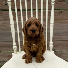 Ross - Red male Australian Labradoodle puppy in Chelsea, Michigan from Michigan Labradoodles