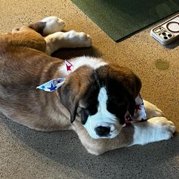 Lucy - Mahogany and white female Saint Bernard puppy in Double Springs, Alabama from St Bernard Kingdom, LLC