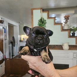 Tug - Blue male French Bulldog puppy in Neosho, Missouri from K2S Frenchies