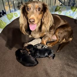 Black and Tan Boys - Black and tan male Dachshund puppy in Burkesville, Kentucky from Bline’s Awesome Aussies & Doxies at the Bline Family Farm