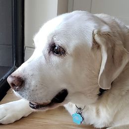 Labrador Retrievers from Stacey Nelson's Labrador Retrievers