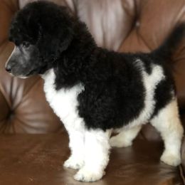 Poodle Puppies from JMS Standard Poodles
