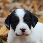 Border Collie, English Setter, and Miniature American Shepherd Puppies from First Harmony Farms