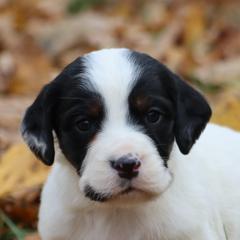 Border Collie, English Setter, and Miniature American Shepherd Puppies from First Harmony Farms