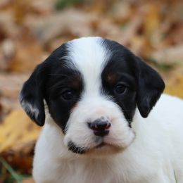 Border Collie, English Setter, and Miniature American Shepherd Puppies from First Harmony Farms