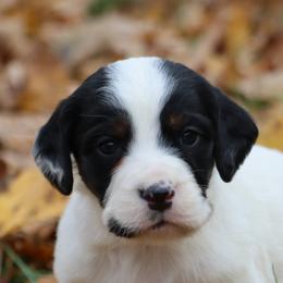 Border Collie, English Setter, and Miniature American Shepherd Puppies from First Harmony Farms