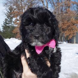 Nash - Black male Goldendoodle puppy in Eau Claire, Wisconsin from Fisher River Doodle's