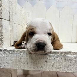 Brown Collar Little Boy - Lemon and white male Basset Hound puppy in Hurtsboro, Alabama from PARK’s Family Farm