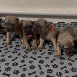Formentino Female 2 - Fawn female Cane Corso puppy in Clewiston, Florida from Far From Average Kennels