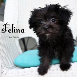 Felina - Black female Mi-Ki puppy in Elizabeth, Colorado from Royal T Mi-Kis