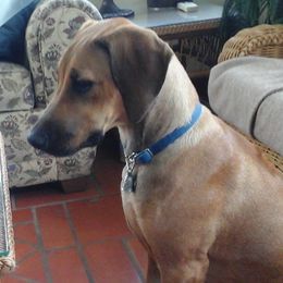 Miniature Australian Shepherds and Rhodesian Ridgebacks from Tall Oaks