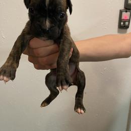 Perseus - Brindle male Boxer puppy in Custer, South Dakota from Tracy's Boxers