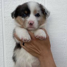 Boy 1 - Blue merle and white American Corgi puppy in Las Cruces, New Mexico from Fay River Farm Corgis