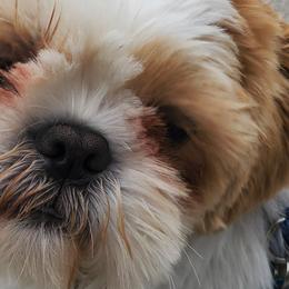 ACE - Shih Tzu