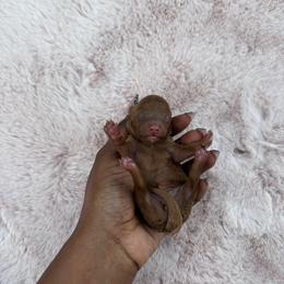 Pumpkin - Red  female Poodle puppy in Garner, North Carolina from House of Paws Heritage Nursery LLC.