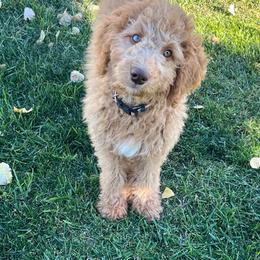 Liberty - Red female Bernedoodle puppy in Caldwell, Idaho from Treasure Valley Poodles
