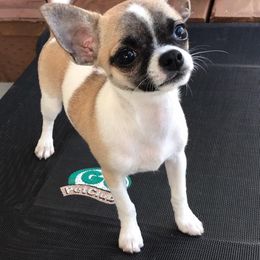 Chihuahua Puppies from Spunkypaws Chihuahuas
