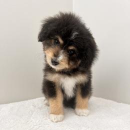 Aussiedoodle and Australian Shepherd Puppies from Junipersdoodles