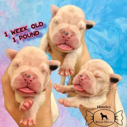 DOT - White female Boxer puppy in Deland, Florida from Huntley Boxer Pieces