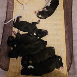 Gonzo - Black brindle and white male Miniature Bull Terrier puppy in Hollywood, Florida from Mini Bull Lane