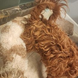 Goldendoodle puppies from Casa Delarosa Poodles & Doodles Collective