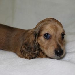 Phoenix - Dapple female Dachshund puppy in Texarkana, Texas from Lolo&CoDachshunds