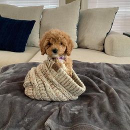 Cavapoo Puppies from Campbell's Cavapoos