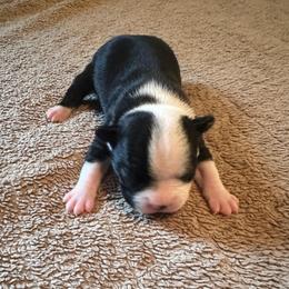 Jasper Boy 1 - Black and white male Boston Terrier puppy in Brookville, Ohio from Best Friend Bostons