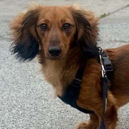 Whiskey - Dachshund
