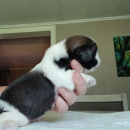 Charlotte - Blue and white female Shih Tzu puppy in Virginia from Kbsshihtzus