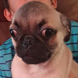 Boy 3 - Fawn male Pug puppy in Gadsden, Alabama from Gadsden Pugs