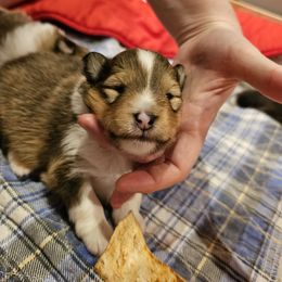 Shetland Sheepdog Puppies from Winterfell Shetland Sheepdogs