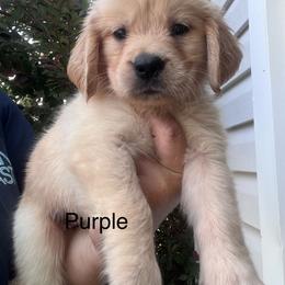 Purple collar - Golden female Golden Retriever puppy in Jesup, Georgia from Painted Platinum Retrievers (Painted Platinum Kennel) PPK