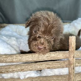 Boy 1 - Australian Shepherd puppy in Paint Rock, Alabama from Kotah’s Kennels