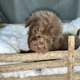 Boy 1 - Australian Shepherd puppy in Paint Rock, Alabama from Kotah’s Kennels