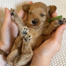 Boy 2 - Red male Australian Labradoodle puppy in Waco, Texas from RainPuddle's Labradoodles