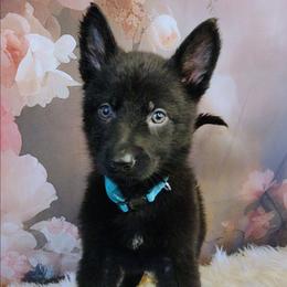 Light Blue - Black female German Shepherd puppy in Holden, Missouri from Shiloh's Shepherds & Ridgebacks
