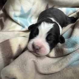 Girl 3-Black Tri - Black tri-color female Australian Shepherd puppy in Mayfield, Kentucky from Hamilton Farms